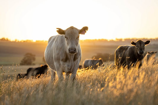 Unlocking the Nutritional Potential of Hemp Seed Byproducts for Livestock