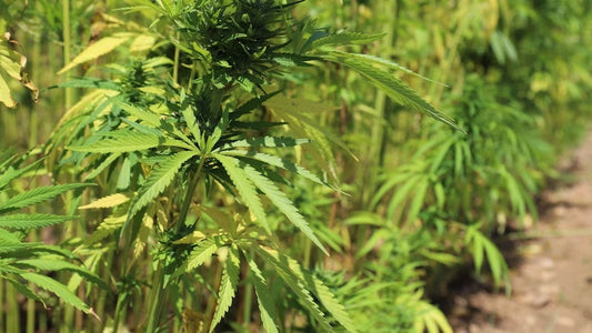 Farmers trial hemp in livestock feed, expecting improved animal health, meat quality